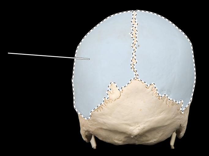 <p>Name this bone.</p><p>(Skull, posterior view).</p>