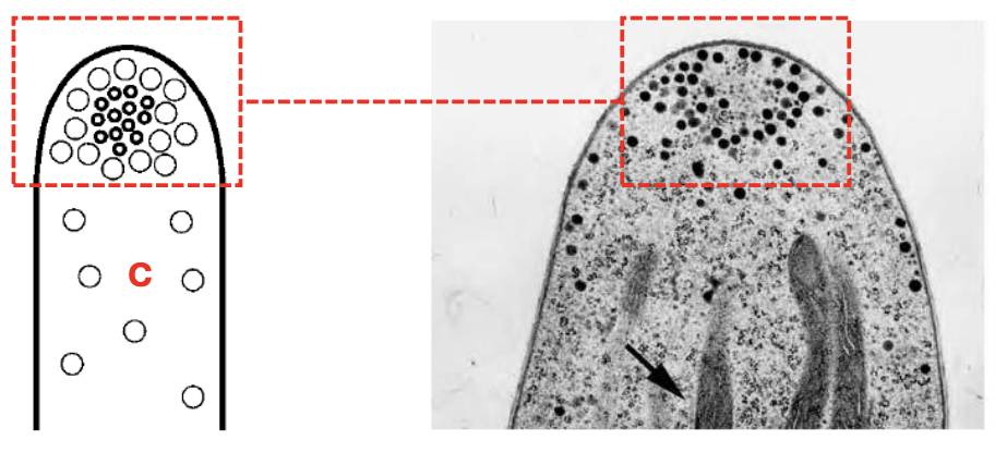 <p><strong>Specialized chitosomes</strong> within apical vesicular clusters (AVCs) are prominent only in <em>Asco-</em> and <em>Basidiomycota</em> and thus are organized as _</p>