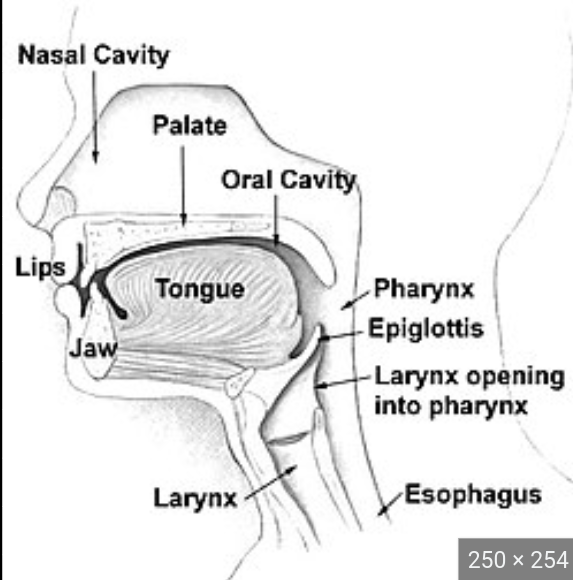 <p>Once a bolus of food has been formed in the mouth, it is passed by the tongue and jaws to the</p>