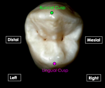 <p>tooth ID</p>