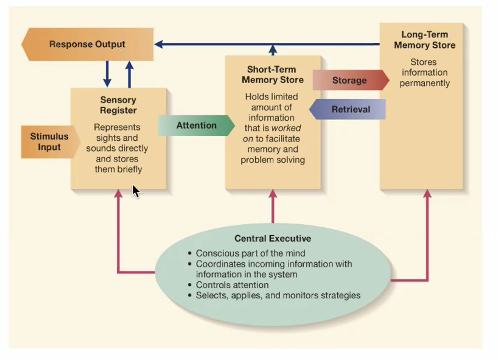 <p>Stimulus input → Sensory register → Attention → Short-term memory → Storage → Long-term memory → Response output</p>