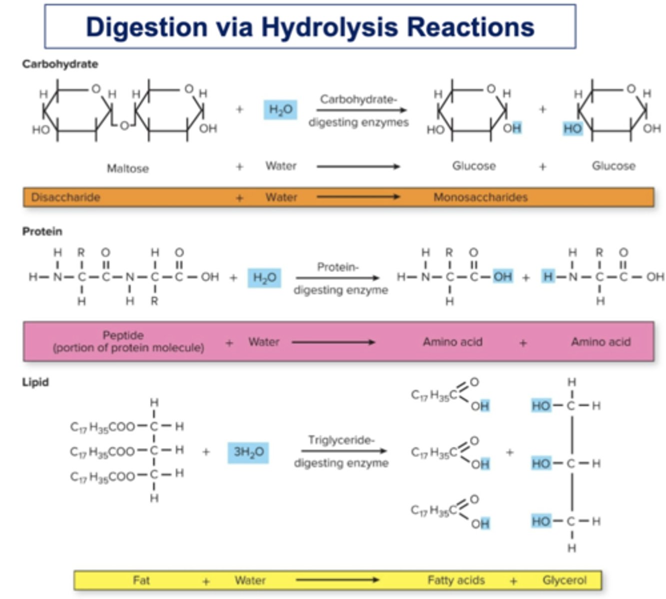 <p>☆ Digestion of food molecules occurs by hydrolysis reactions, the chemical breakdown of substance involving a reaction with water</p>