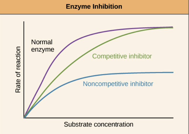 <p><span><span>If an inhibitor is competitive, it will decrease reaction rate when there's not much substrate, but can be "out-competed" by lots of substrate. That is, the enzyme can still reach its maximum reaction rate given enough substrate. In that case, almost all the active sites of almost all the enzyme molecules will be occupied by the substrate rather than the inhibitor. With a competitive inhibitor, the reaction can eventually reach its normal </span></span><span style="background-color: highlight; font-family: inherit; line-height: inherit; font-size: inherit;"><span>\[V_{max}\]</span></span><span><span>, but it takes a higher concentration of substrate to get it there. In other words, </span></span><span style="background-color: highlight; font-family: inherit; line-height: inherit; font-size: inherit;"><span>\[V_{max}\]</span></span><span><span> is unchanged, but the apparent </span></span><span style="background-color: highlight; font-family: inherit; line-height: inherit; font-size: inherit;"><span>\[K_m\]</span></span><span><span> is higher.</span></span></p><p>If an inhibitor is noncompetitive, the enzyme-catalyzed reaction will never reach its normal maximum rate even with a lot of substrate. This is because the enzyme molecules with the noncompetitive inhibitor bound are "poisoned" and can't do their job, regardless of how much substrate is available. <span><span>However, the reaction reaches half of its new </span></span><span style="background-color: highlight; font-family: inherit; line-height: inherit; font-size: inherit;"><span>\[V_{max}\]</span></span><span><span> at the same substrate concentration, so </span></span><span style="background-color: highlight; font-family: inherit; line-height: inherit; font-size: inherit;"><span>\[K_m\]</span></span><span><span> is unchanged. The unchanged </span></span><span style="background-color: highlight; font-family: inherit; line-height: inherit; font-size: inherit;"><span>\[K_m\]</span></span><span><span> reflects that the inhibitor doesn't affect binding of enzyme to substrate, just lowers the concentration of usable enzyme.</span></span></p><p></p>