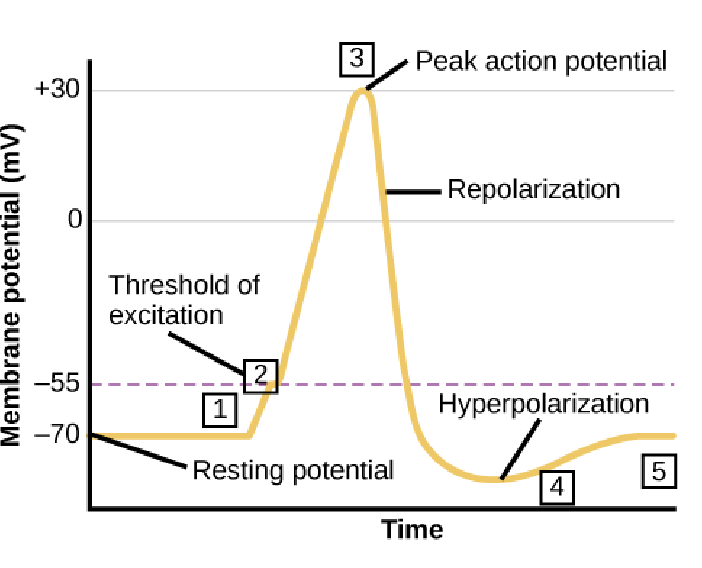 <p>why does repolarization occur?</p>