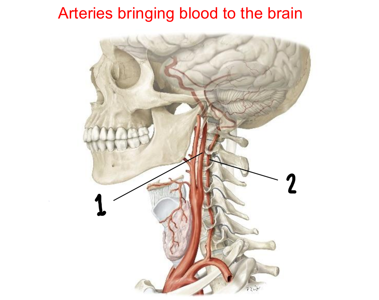 <p>Which two main arteries bring blood to the brain?</p>