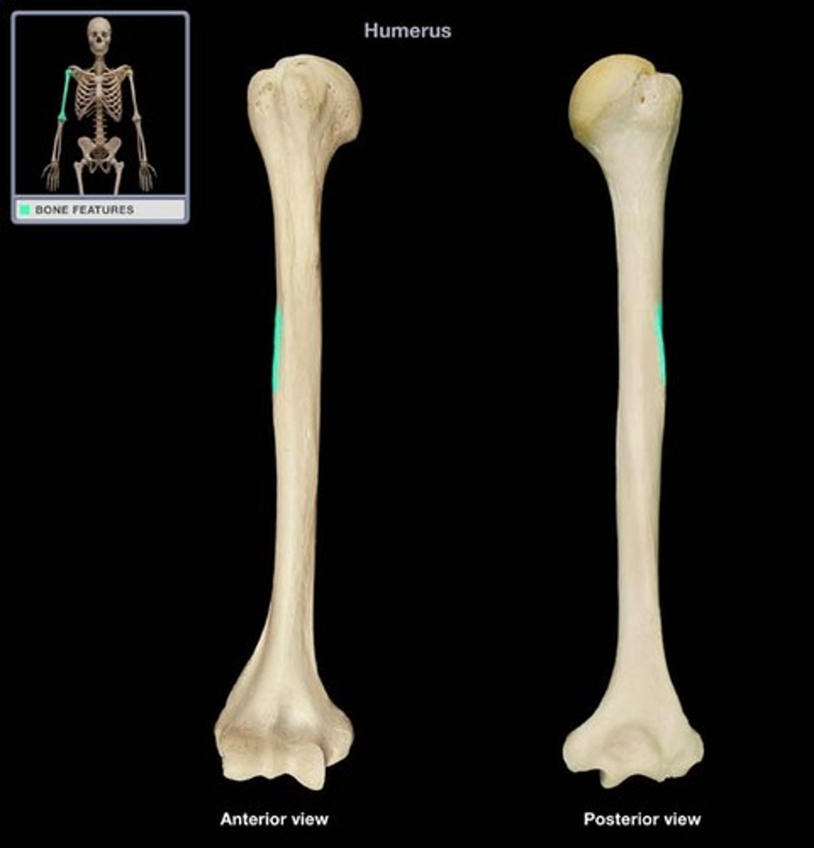 <p>bony protuberance on the lateral side of the humeral shaft, near the midpoint; insertion site for deltoid muscles</p>