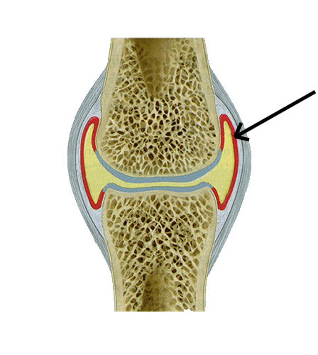 <p>The deeper portion of the capsule is the _____________________, which contains cells that synthesize the synovial fluid.</p>