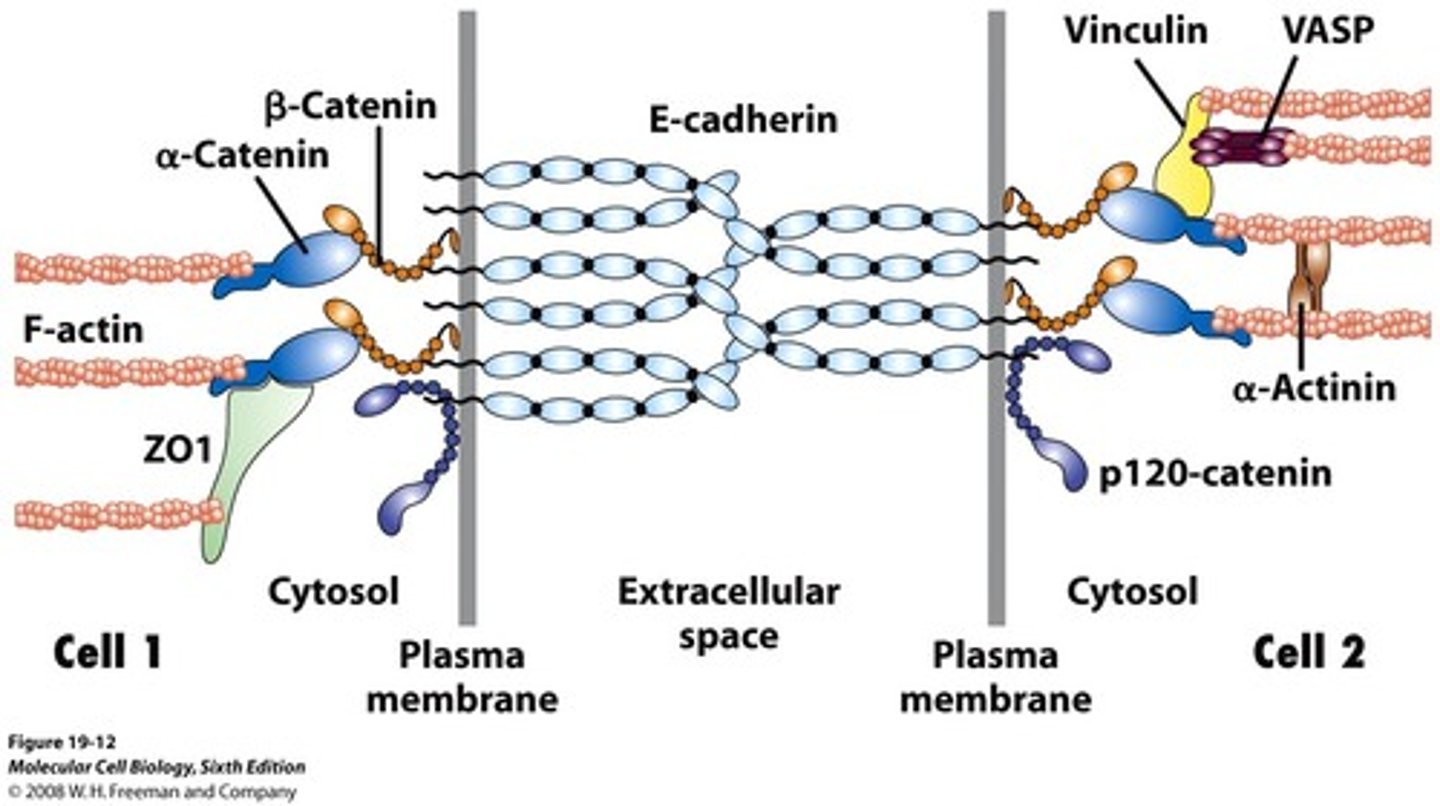 <p>- Intracellular portion of cadherin attaches to cytoskeleton.</p><p>-cells are stabilized to each other bc of the stabilizing of the cytoskeleton.</p><p>- more cadherin molecules = stronger linkage between cells</p>