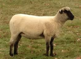 <p>meat/ medium wool breeds</p>