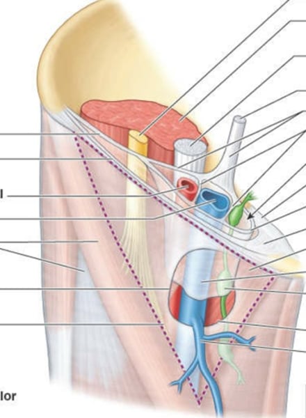 <p>de la vaina femoral menciona:</p><ol><li><p>longitud</p></li><li><p>que reviste</p></li><li><p>con que se fusiona superior, inferiormente</p></li><li><p>funcion</p></li></ol>