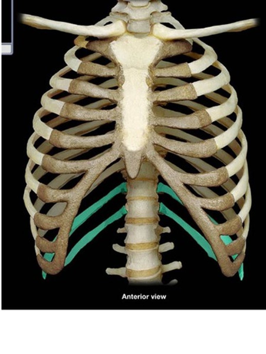 <p>zitten alleen aan de wervelkolom vast en zweven los aan de voorkant</p>