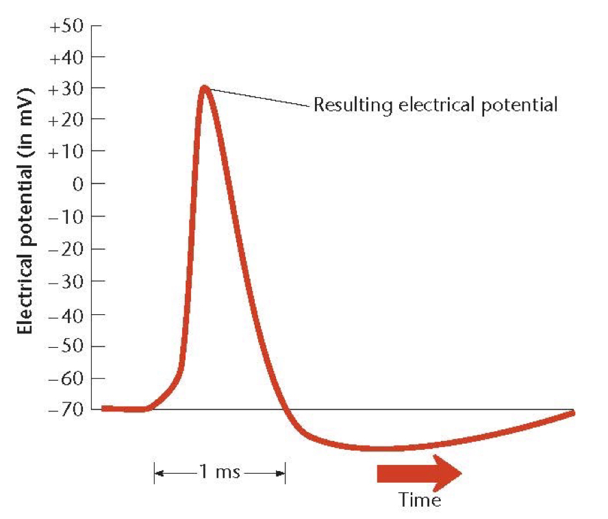 <p>Explain the phases of the electrical potential graph of an AP</p>