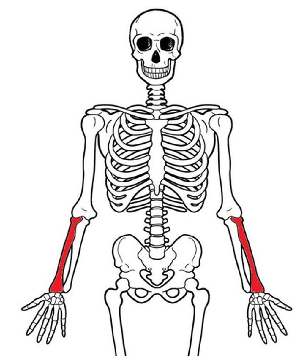 <p>ID red bone</p>
