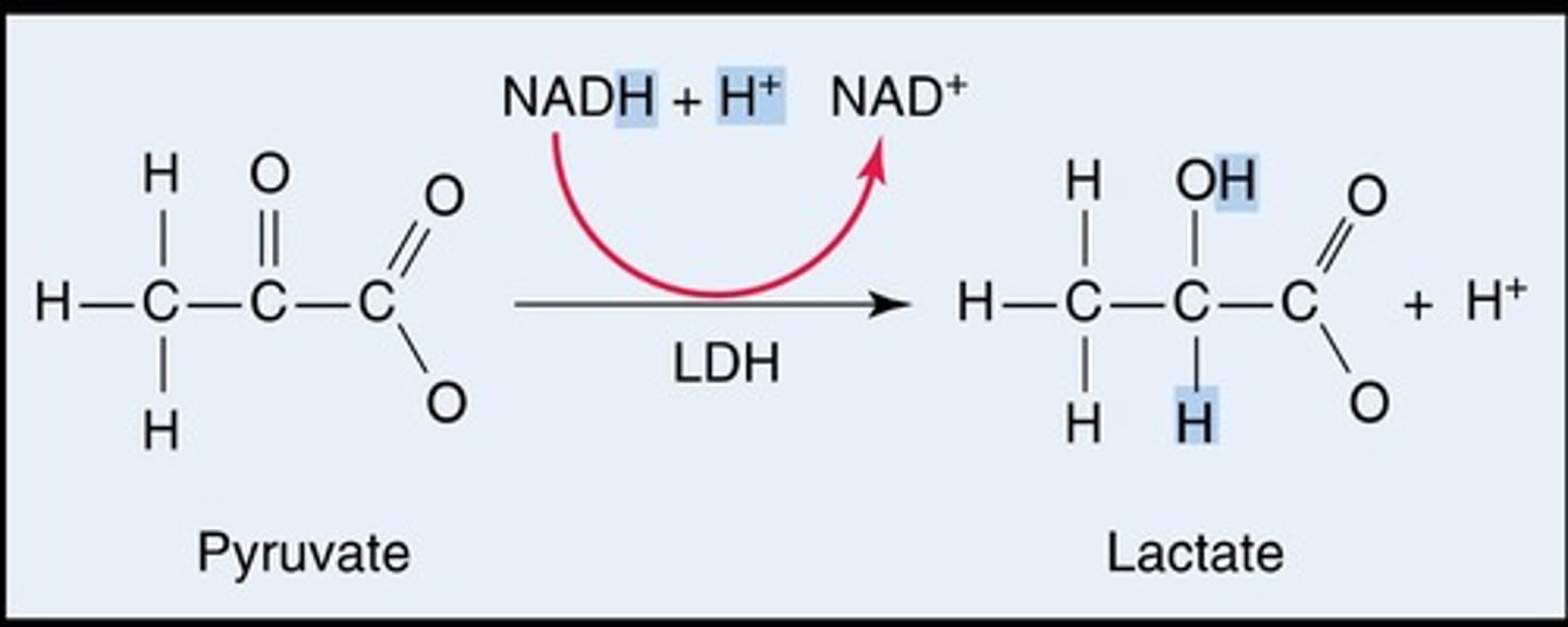 <p>Through anaerobic metabolism catalyzed by lactate dehydrogenase (LDH).</p>