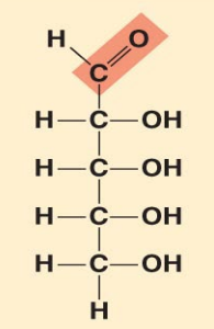 <p>Aldopentose</p>