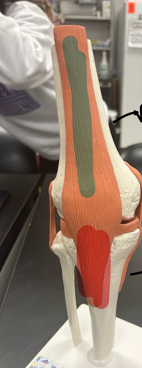 <p>upper highlighted region</p>