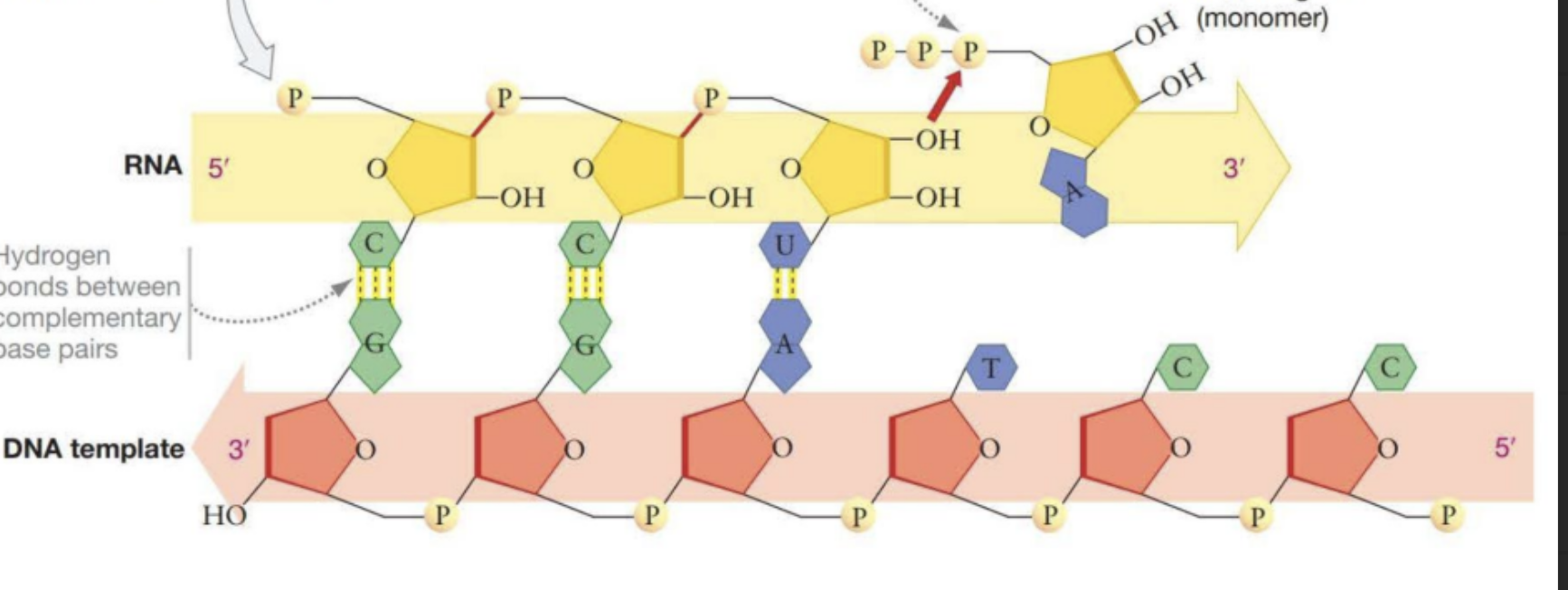 <p>RNA is synthesized from DNA template in the 5 → 3 direction, in the direction the DNA opens.</p>