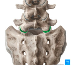<p><span>The 5th lumbar vertebra.</span></p>
