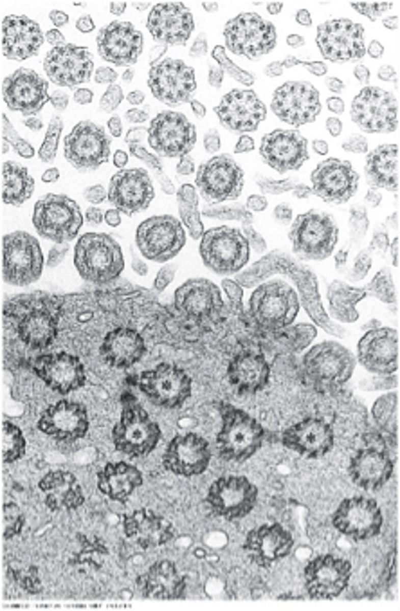 <p>- part of the structure of flagella<br>- role in cell division</p>
