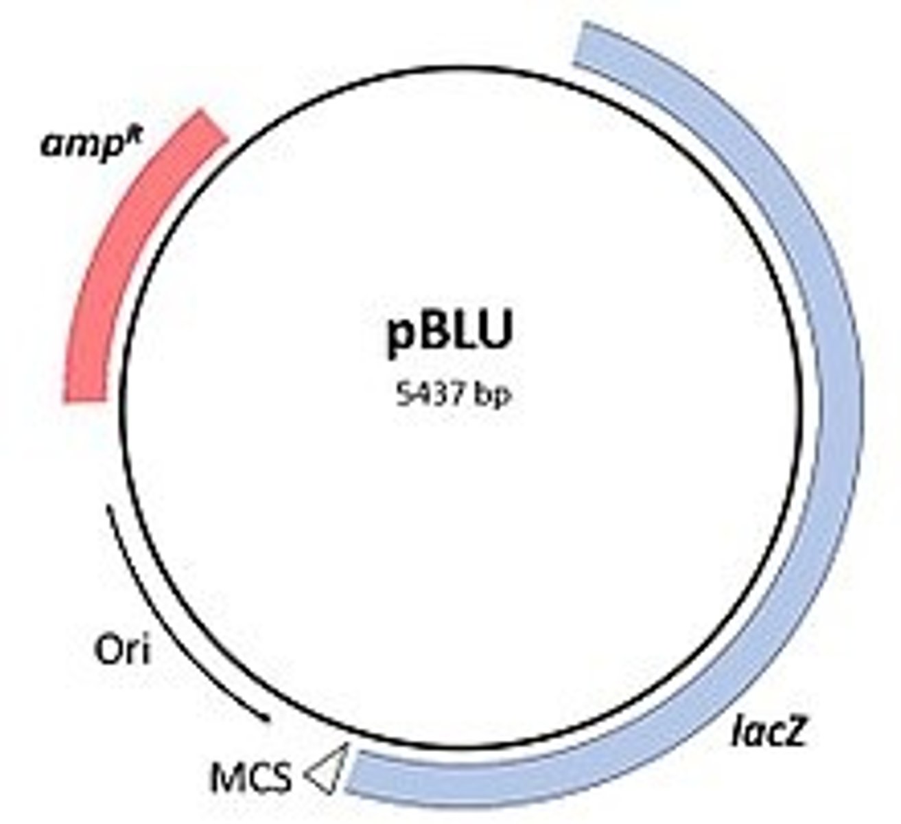 <p>1. foreign DNA is introduced in the midst of a selective marker (ex: amp)</p><p>2. if the host picked up the plasmid with the foreign DNA, then they will NOT be amp resistant since thats where the DNA is</p><p>3. if the host did not pick up the plasmid they will still be amp resistant</p>