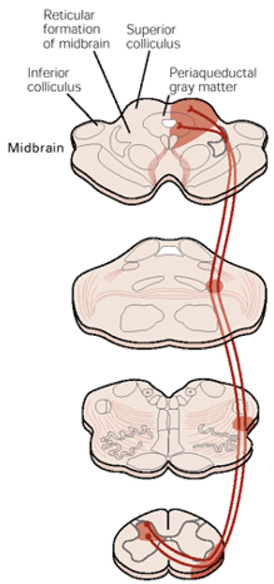 <p>Spinomesencephalic</p>