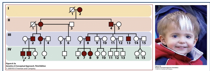 <p>Example of partial penetrance</p>