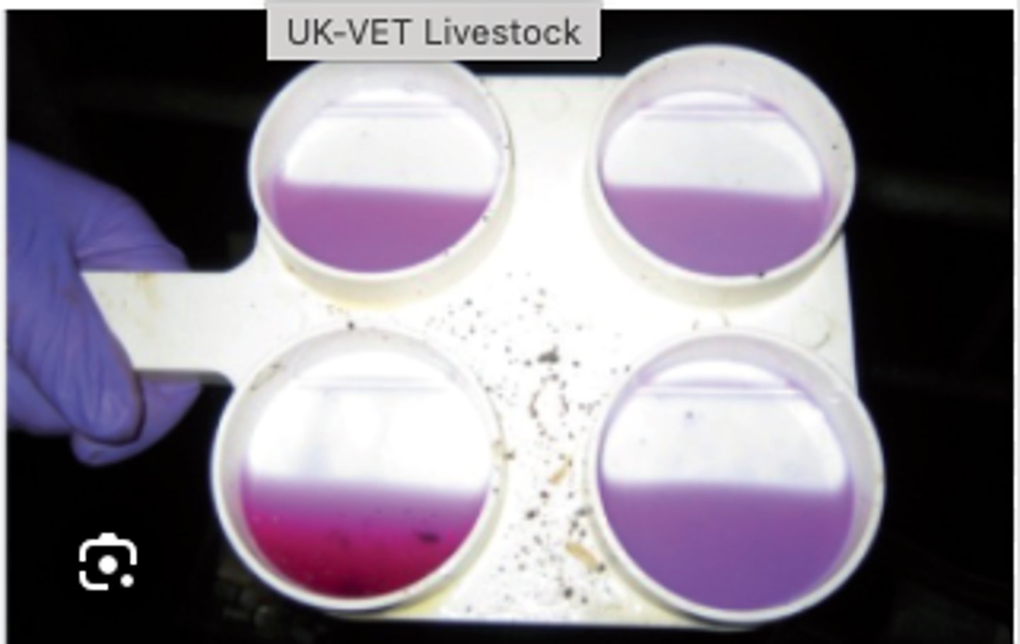 <p>A california Mastits test that thickens is positive (it's on a grading scale too). this is indicative of higher ____ in the milk</p>