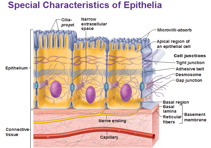 <p>Epithelial </p>