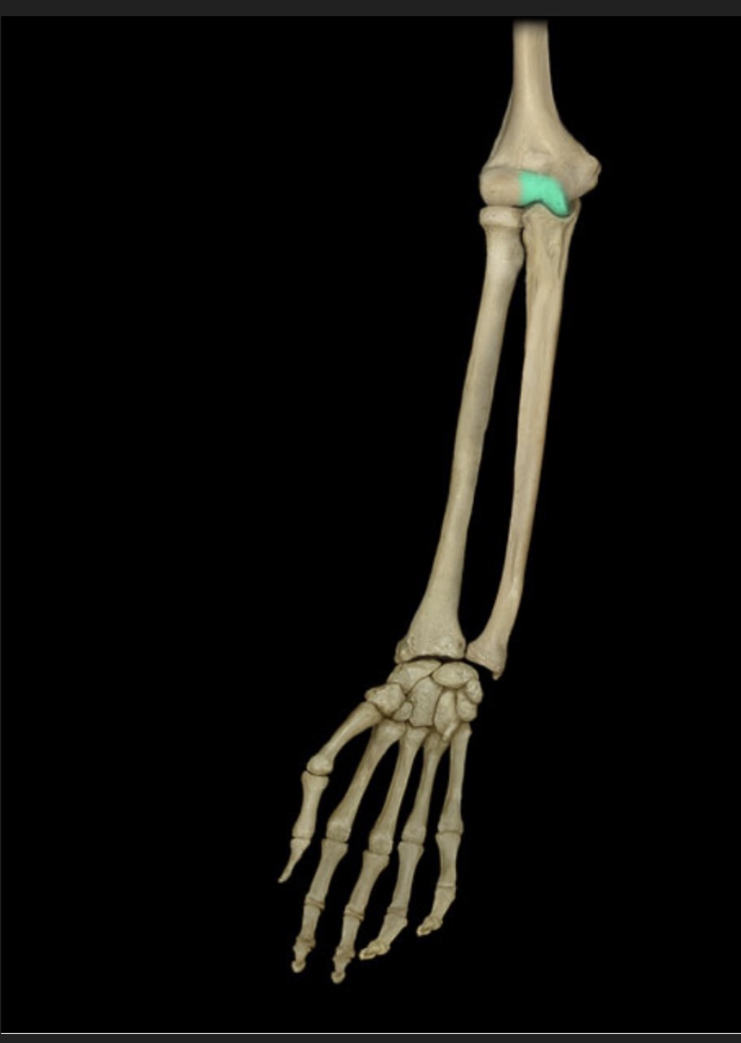 <p><span style="font-family: Arial, sans-serif; color: rgb(45, 59, 69)">medial condyle on the distal end of the humerus which articulates with the trochlear notch</span></p>