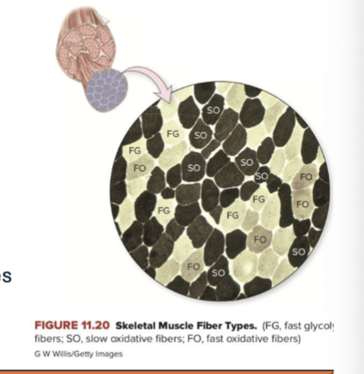 <p>-slow oxidative fibers (SO), fast oxidative fibers (FO), and fast glycolytic fibers (FG)</p><p>-whole muscles contain all three types w/ diff proportions</p>
