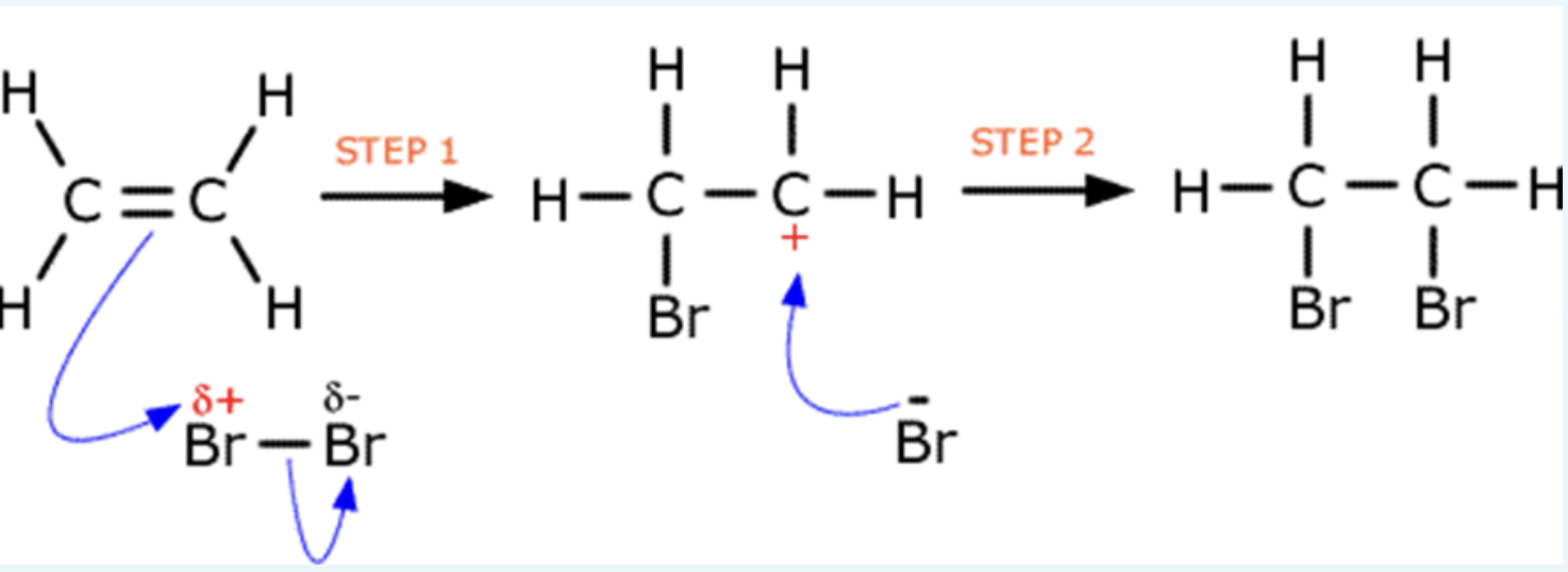 <ul><li><p>a bromine molecule approaches a double bond and becomes polarised</p></li><li><p>one of the bonds break and the electrons move tot he delta positive bromine</p></li><li><p>the Br-Br bond breaks to form a Br<sup>-</sup> ion</p></li><li><p>this forms a type of intermediate called carbocation, these are very reactive and exist for fractions of a second</p></li><li><p>the Br<sup>-</sup> acts as a nucleophile and donates its electron pair to the carbocation</p></li></ul><p></p>