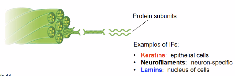 <ul><li><p><span><strong>Intermediate-size</strong> (10-12 nm diameter)</span></p></li><li><p><span><strong>Exclusive</strong> to multicellular animal cells</span></p></li><li><p><span>Provide <strong>structural support</strong> and <strong>mechanical strength</strong></span></p></li><li><p><span><strong>Stable</strong> in comparison to MTs or microfilaments</span></p></li><li><p><span><strong>Arrangement</strong> of fibrous α-helical proteins</span></p><ul><li><p><mark data-color="#ff9d8f" style="background-color: #ff9d8f; color: inherit">keratins </mark>are stained <mark data-color="#ff9c8d" style="background-color: #ff9c8d; color: inherit">red</mark>, <mark data-color="#8cc8fd" style="background-color: #8cc8fd; color: inherit">lamins </mark>are stained <mark data-color="#8ecafe" style="background-color: #8ecafe; color: inherit">blue</mark></p></li></ul></li><li><p><span><strong>Not polar</strong> (i.e. no ‘plus’ and ‘minus’ ends). For that reason, IFs</span><br><span>are not used for transport.</span></p></li></ul><p></p>