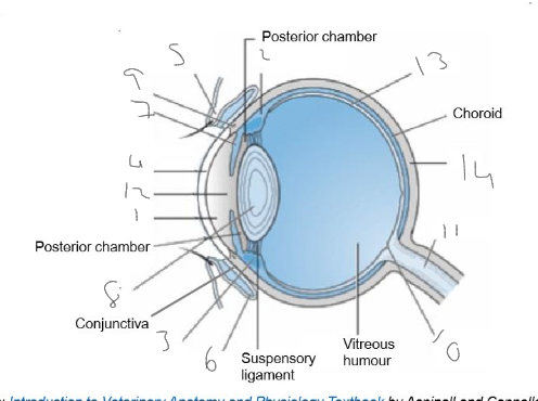 <p>Label the parts of the eye in this image </p>
