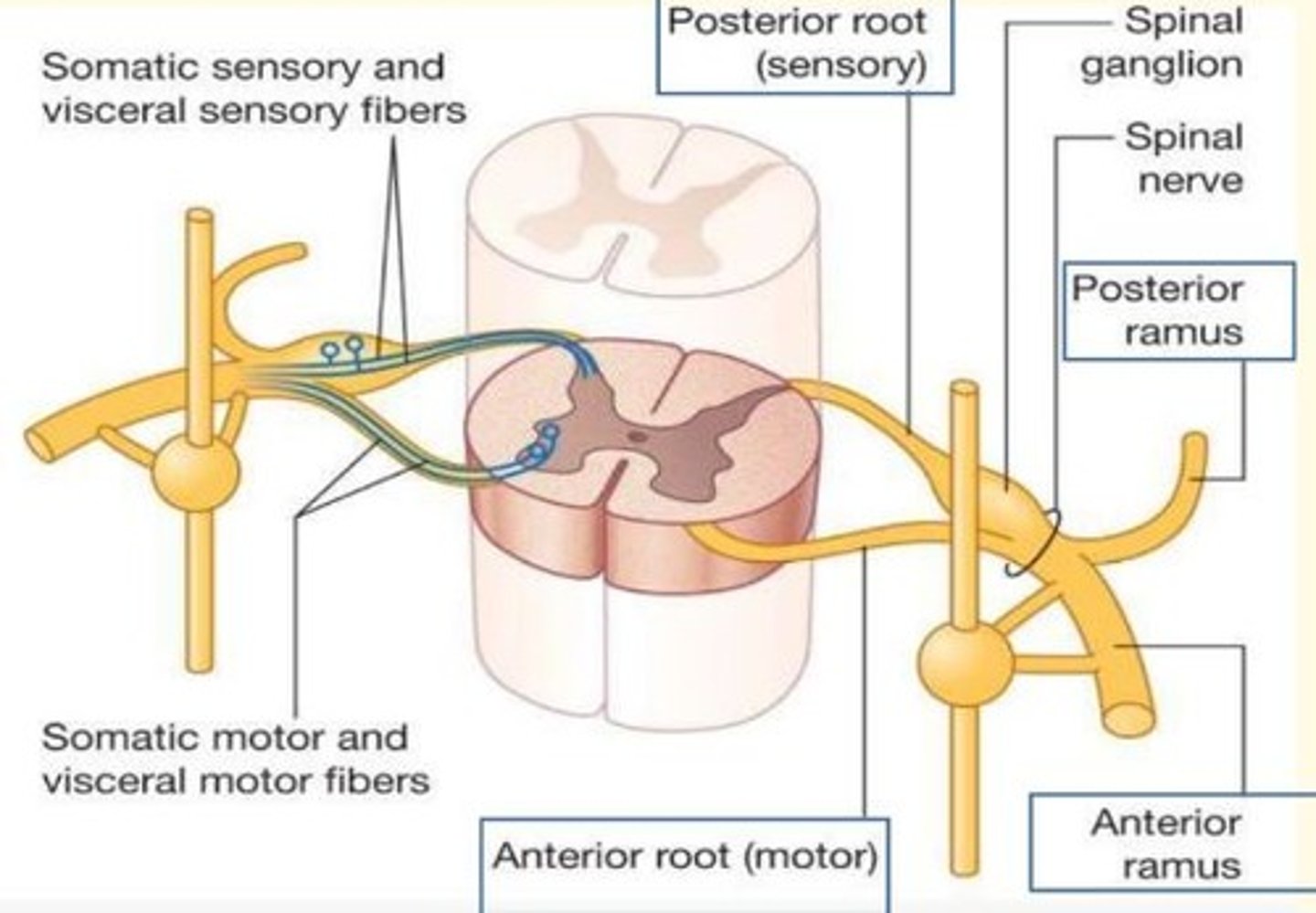<p>Spinal nerves are mixed nerves. This means they carry both afferent and efferent signals.</p>