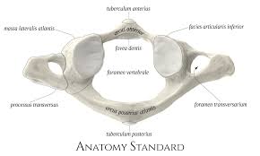 <ul><li><p>C1 of vertebrae column </p></li><li><p>supports the head</p></li><li><p>allows for nodding, support, and rotation of head</p></li></ul><p></p>