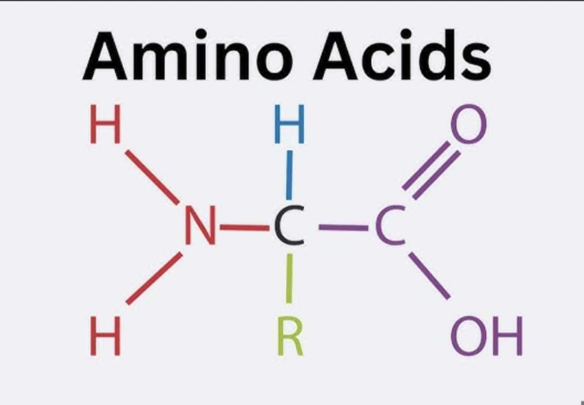 <p>All have a carbon with 4 attachments</p>