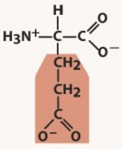 Polar negative
pKa 4.2
-A before G, 1 methyl before 2
-ATE means carboxyl (O -/H, =O)
