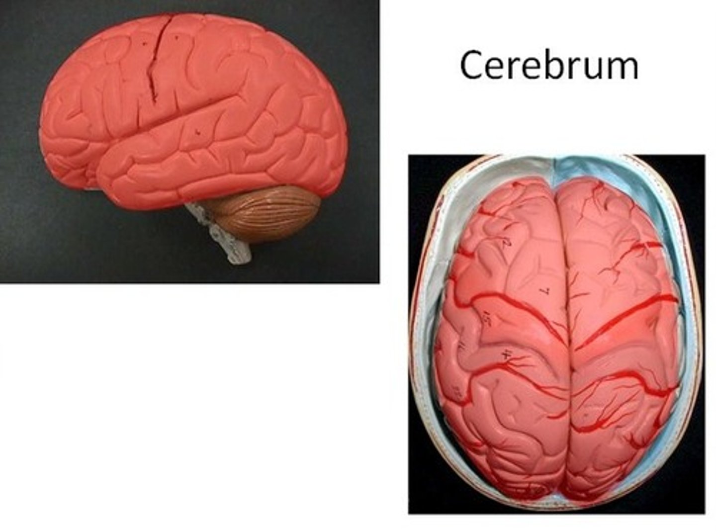 <p>Largest brain region; responsible for higher thinking memory and voluntary movement</p>