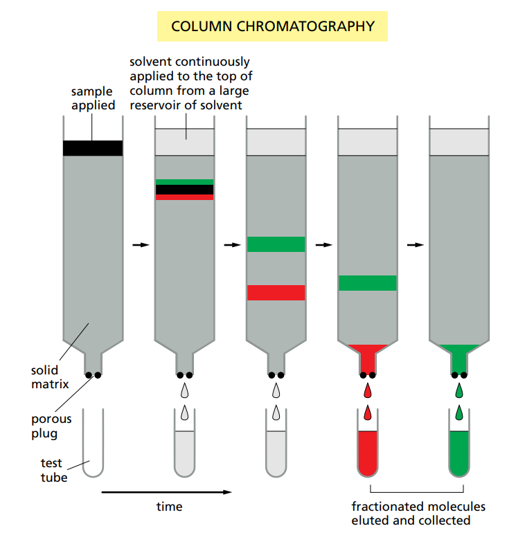 <ul><li><p>A mixture of proteins is passed through a porous gel matrix.</p></li><li><p>Depending on the interaction with the matrix, the proteins are slowed or pass though faster.</p></li><li><p>The different proteins are collected separately once they come out.</p></li></ul><p></p>