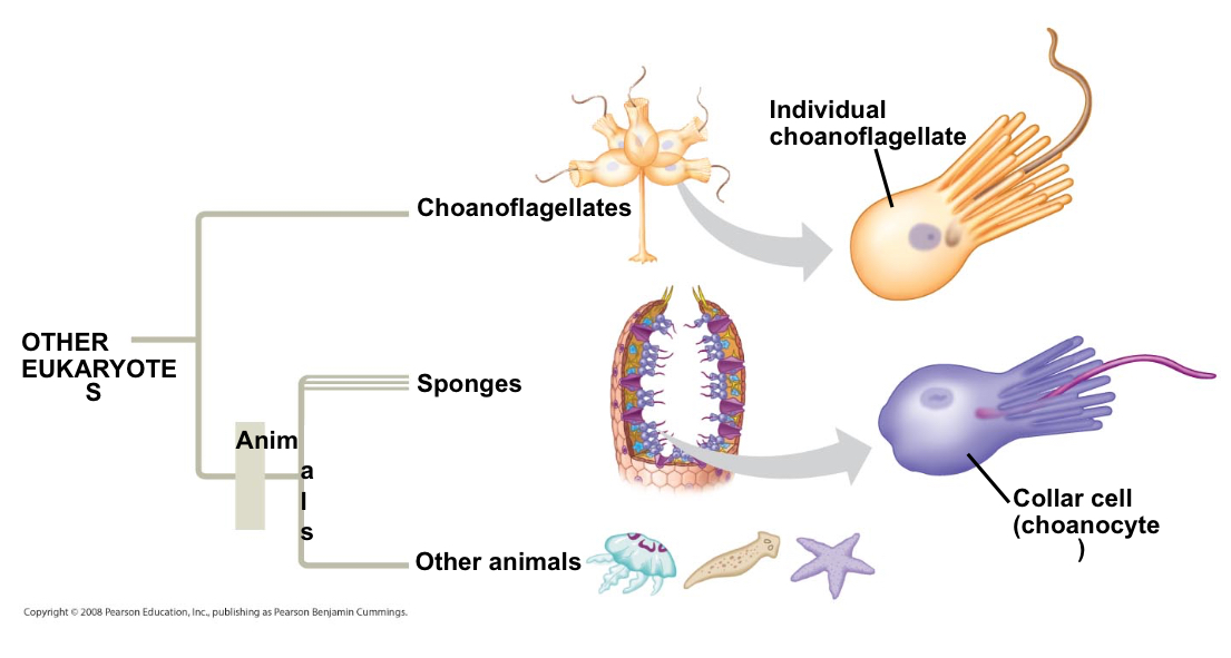 <p>What are the closest living relatives of animals?</p>