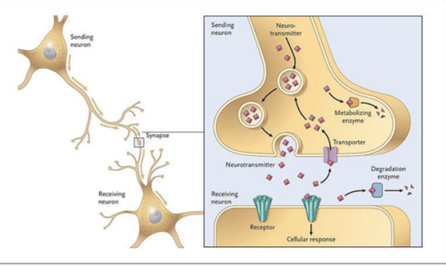 <p>a gap that is present between two neurons</p>