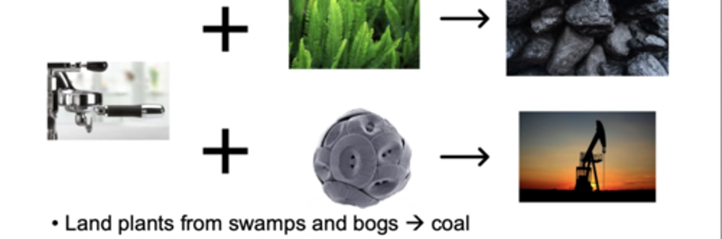 <p>Fossil fuels form when organic carbon from long-dead organisms becomes buried, heated, and compressed inside sedimentary rocks over millions of years. Coal originates from land plants that accumulated in ancient swamps and bogs; when this thick, oxygen-poor plant material was buried and subjected to pressure and heat, it transformed into coal. In contrast, petroleum (oil) and natural gas come from marine organic matter—primarily microscopic plankton like coccolithophores and other algae. When these organisms died, they sank into ocean sediments, where low-oxygen conditions prevented full decomposition. Over geological timescales, burial, pressure, and heat chemically altered this marine organic carbon into oil and gas. In both cases, the key idea is that biological carbon “leaks” from the short-term cycle into deep burial, eventually becoming fossil fuels stored in sedimentary rocks.</p>