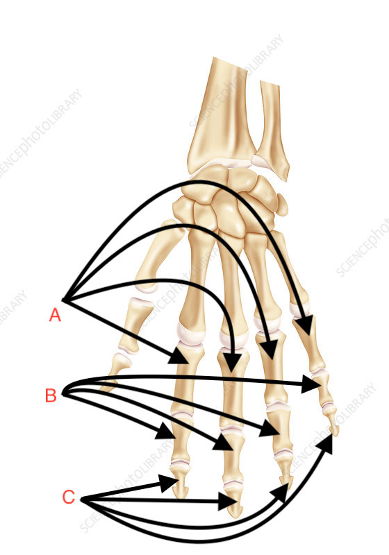 <p>What is the name of this bone group?</p>
