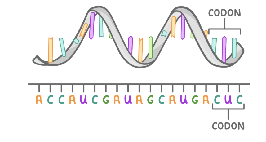 <p>Messenger RNA (mRNA) is a type of RNA synthesised during the process of transcription.</p><p style="text-align: left">Its role is to carry genetic information from the DNA to the ribosomes&nbsp;(where proteins are made).</p><p style="text-align: left"><strong>Features of mRNA:</strong></p><ul><li><p>Single-stranded, linear molecule.</p></li><li><p>Contains a base sequence complementary to a DNA sequence.</p></li><li><p>Contains codons, which are sets of three bases that code for an amino acid.</p></li><li><p>Small&nbsp;enough to leave the nucleus.</p></li></ul><p></p>
