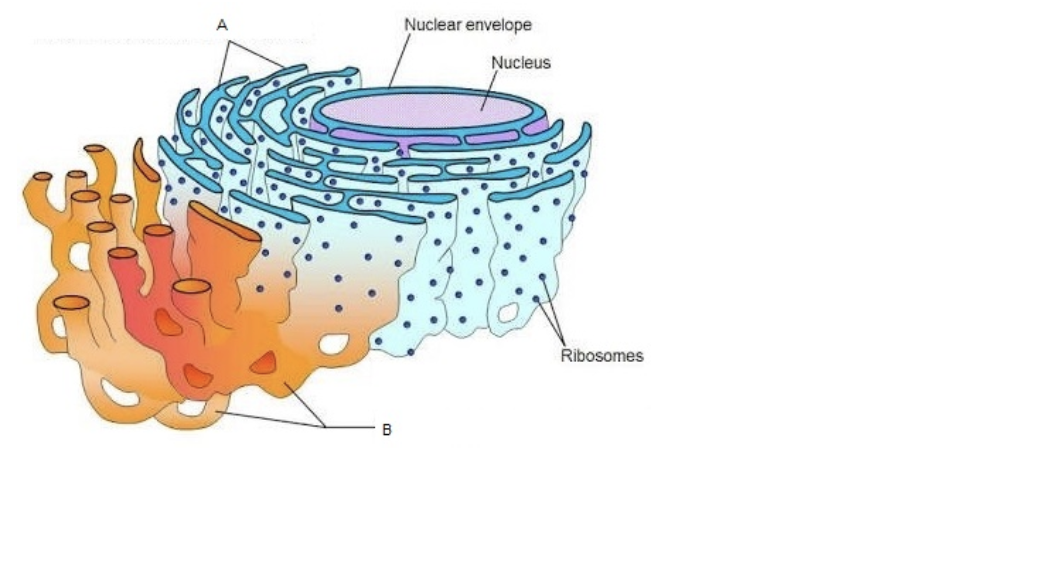 <p>what are structures A and B? what are their functions?</p>