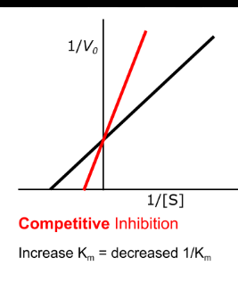 <ul><li><p>km is increased</p></li><li><p>will reach the same Vmax</p></li></ul><p></p>
