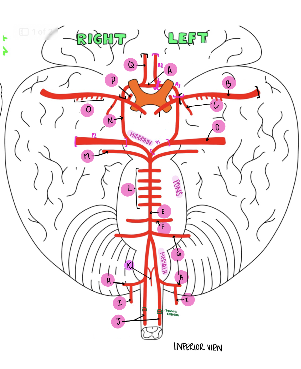 <p>What artery is labeled H?</p>