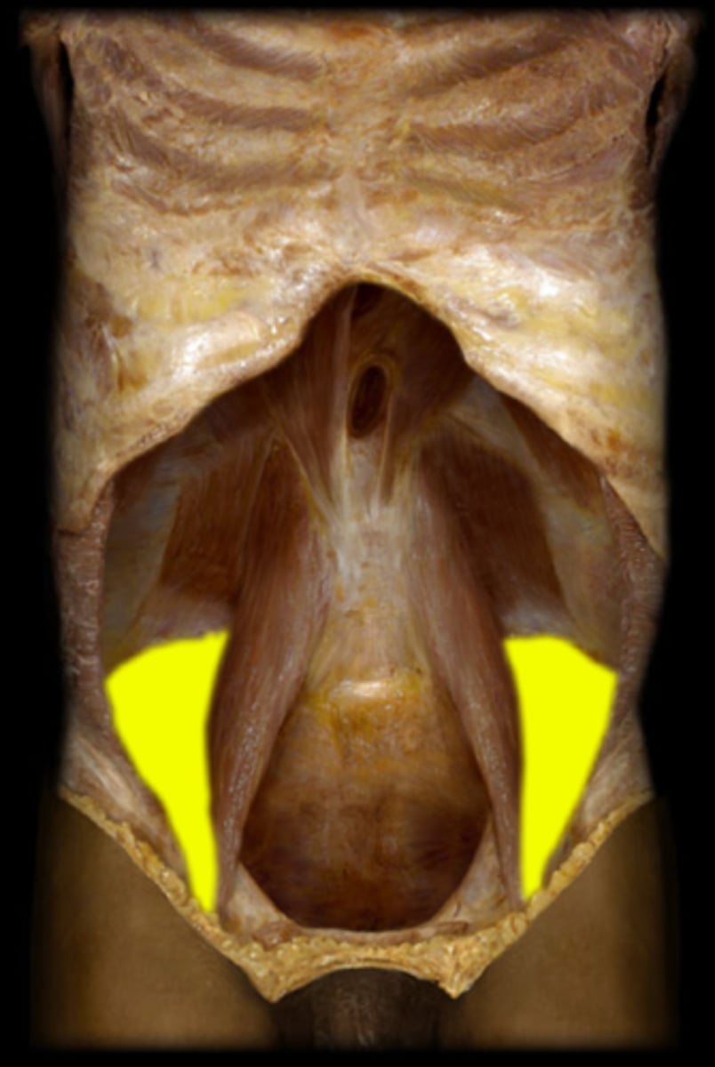 <p>Pass in front of hip joint; include Iliopsoas, Tensor fasciae latae, and Rectus femoris; assisted by medial adductors and sartorius</p>