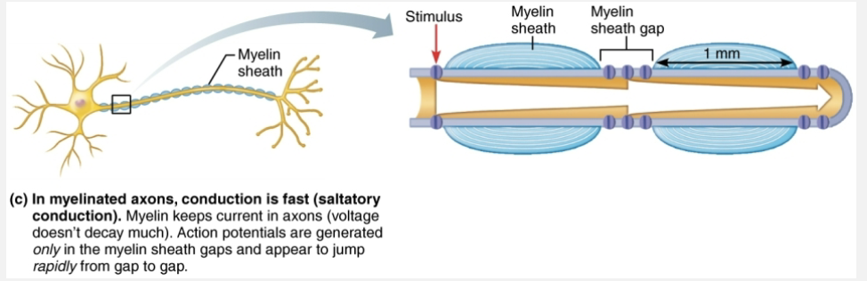 <ul><li><p><strong>Saltatory conduction</strong>: occurs in <span style="color: blue"><strong>myelinated axons</strong></span> is about <span style="color: blue"><strong>30x faster</strong></span></p><ul><li><p><span style="color: blue"><strong>Myelin sheaths</strong></span> insulate and prevent leakage of charge</p></li><li><p>Voltage-gated Na+ channels are located at myelin sheath gaps</p></li><li><p>APs generated only at gaps</p></li><li><p>Electrical signals appear to jump rapidly from gap to gap </p></li></ul></li></ul><p></p>