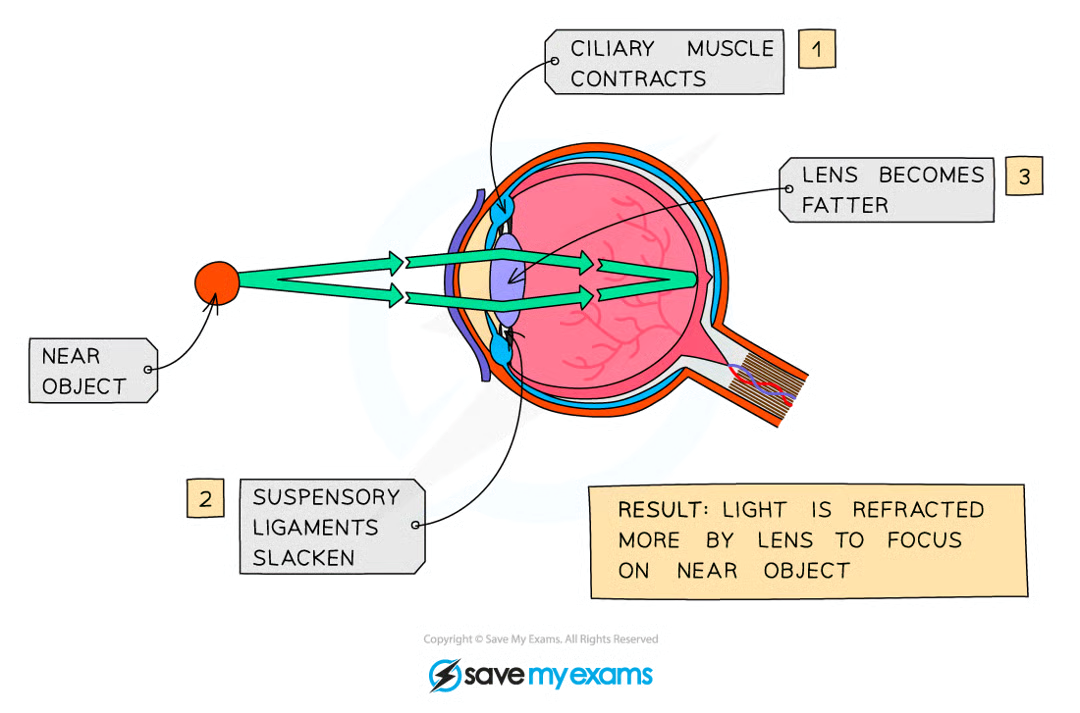 <p>lens brings about fine focusing called accommodation</p><ul><li><p>lens is elastic and shape can be changed by suspensory ligaments to be tight/loose</p></li><li><p>changes are brought about by contracting or relaxing ciliary muscles</p></li><li><p>when object is near:</p><ul><li><p>ciliary muscles contract</p></li><li><p>suspensory ligaments loosen and stop pulling on lens</p></li><li><p>lens becomes fatter</p></li><li><p>light refracted more</p></li></ul></li><li><p>when object is far:</p><ul><li><p>ciliary muscles relax</p></li><li><p>suspensory ligaments tighten and pull on lens </p></li><li><p>lens becomes thinner</p></li><li><p>light refracted less</p></li></ul></li></ul><p></p>